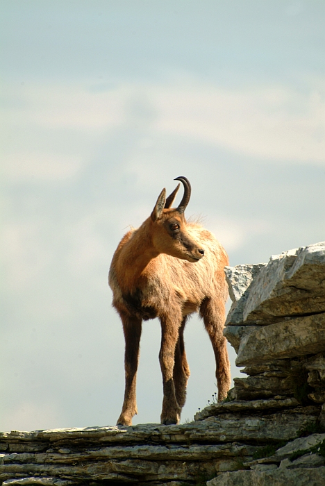 Camoscio d''Abruzzo Rupicapra pyrenaica ornata